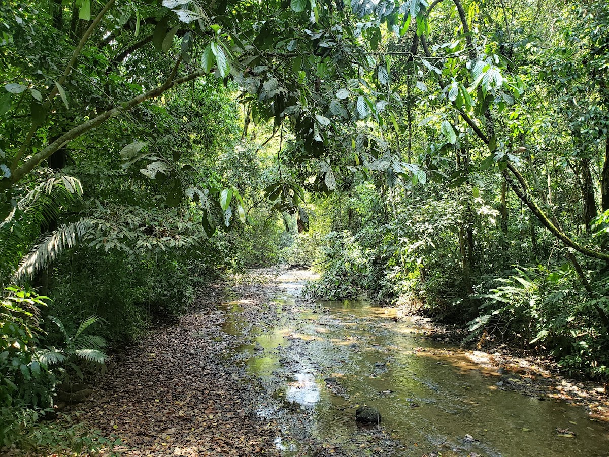 Parque Nacional Carara, Jacó