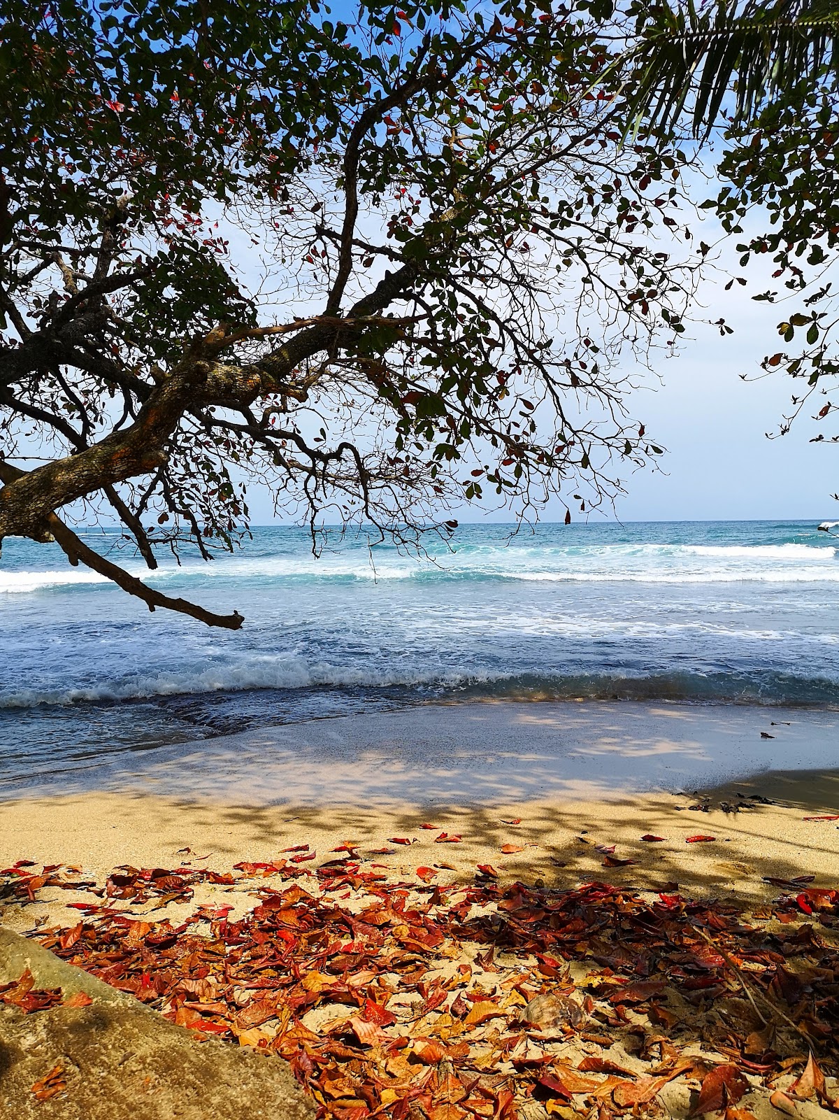Punta Mona, Manzanillo