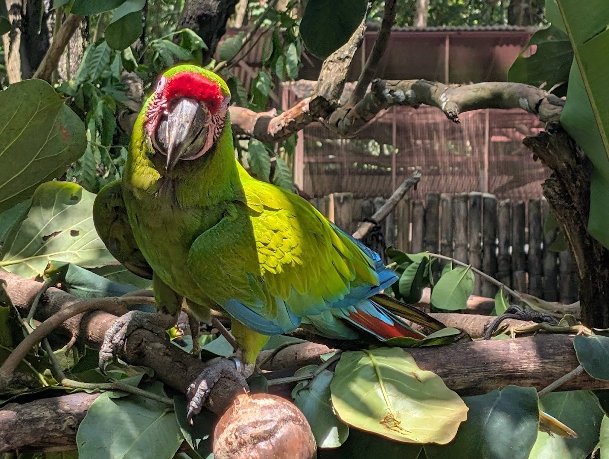 Jaguar Rescue Center, Puerto Viejo