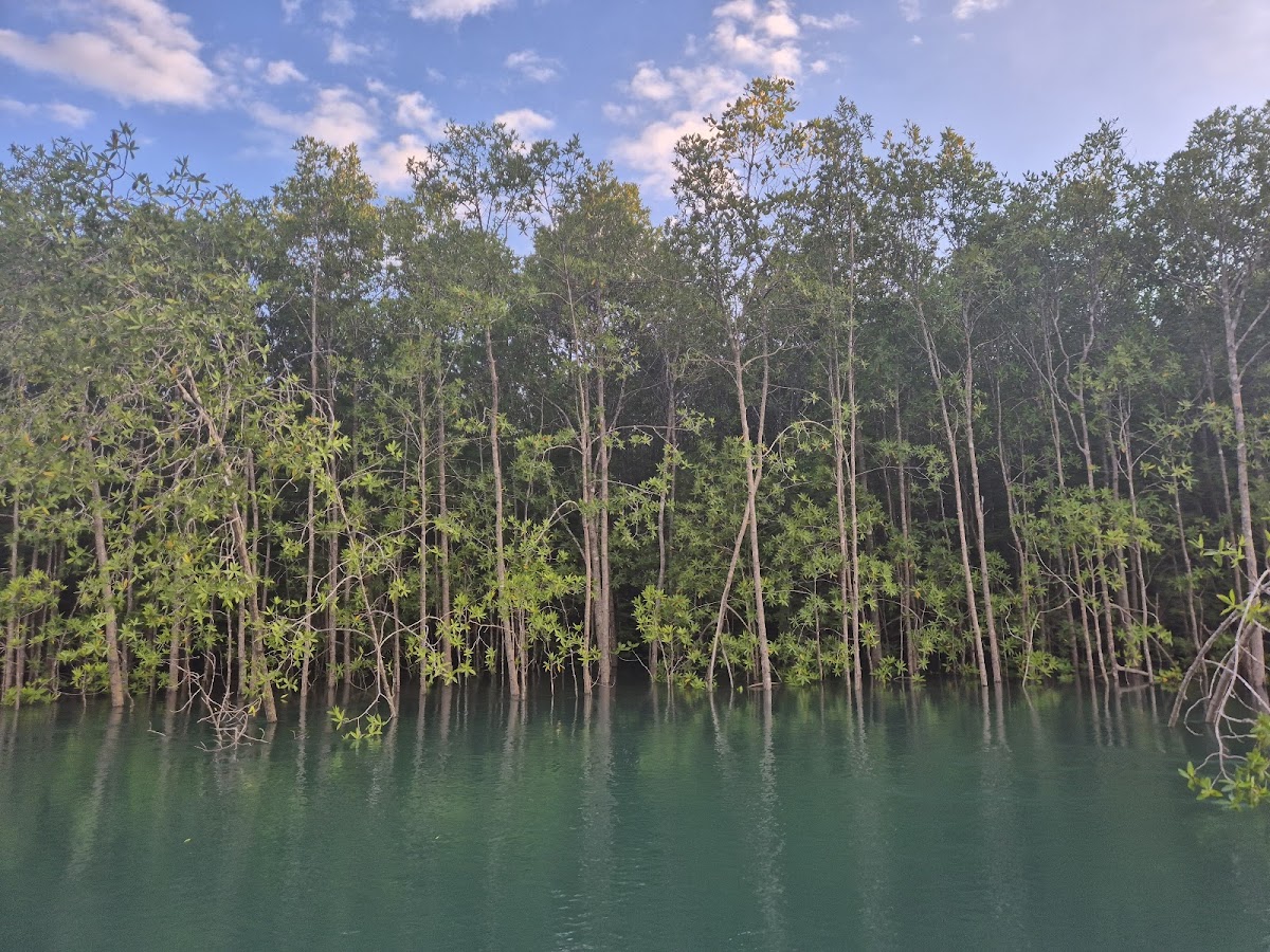 Manglares de Damas, Quepos