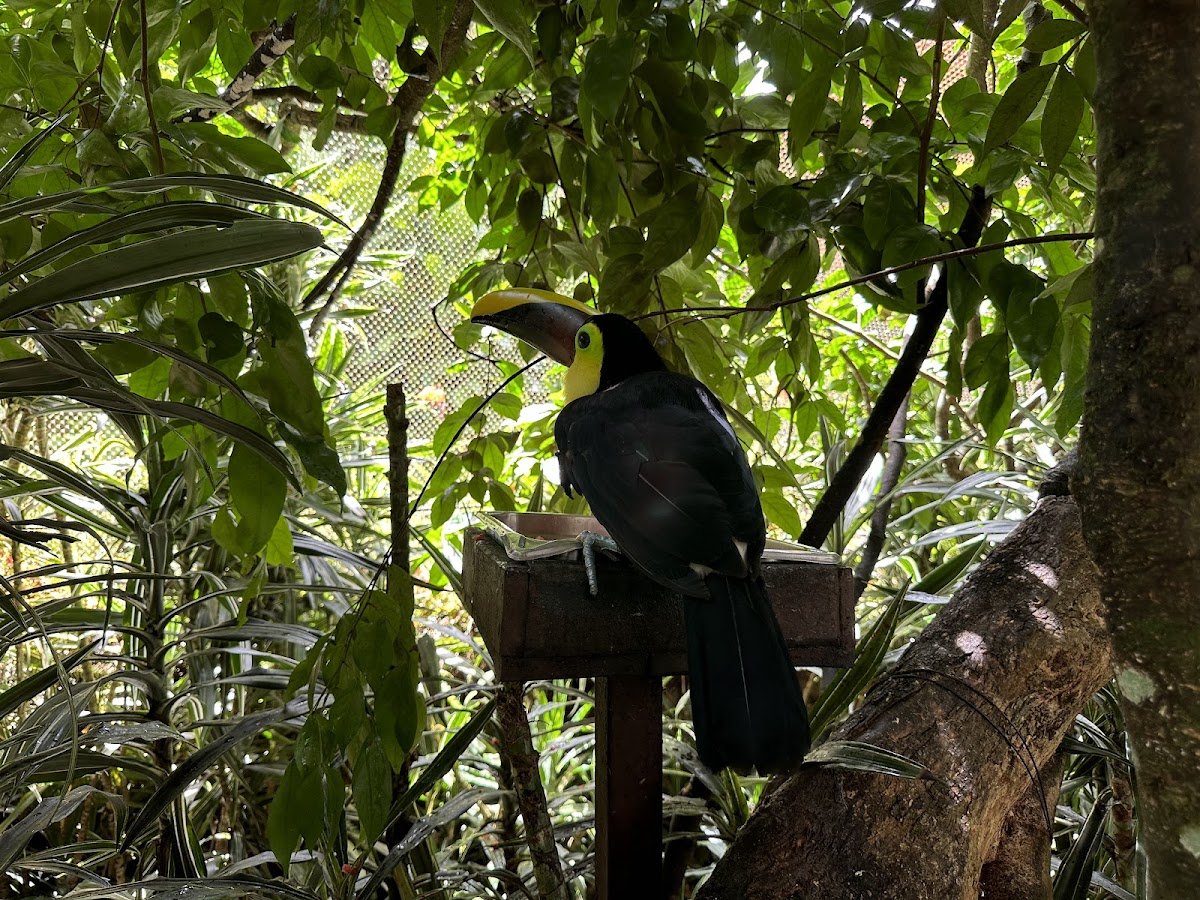 La Paz Waterfall Gardens, Volcán Poás